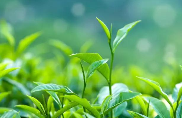 碧然德聯(lián)合天貓每周大牌日，邀你一起來喝&ldquo;茶&rdquo;