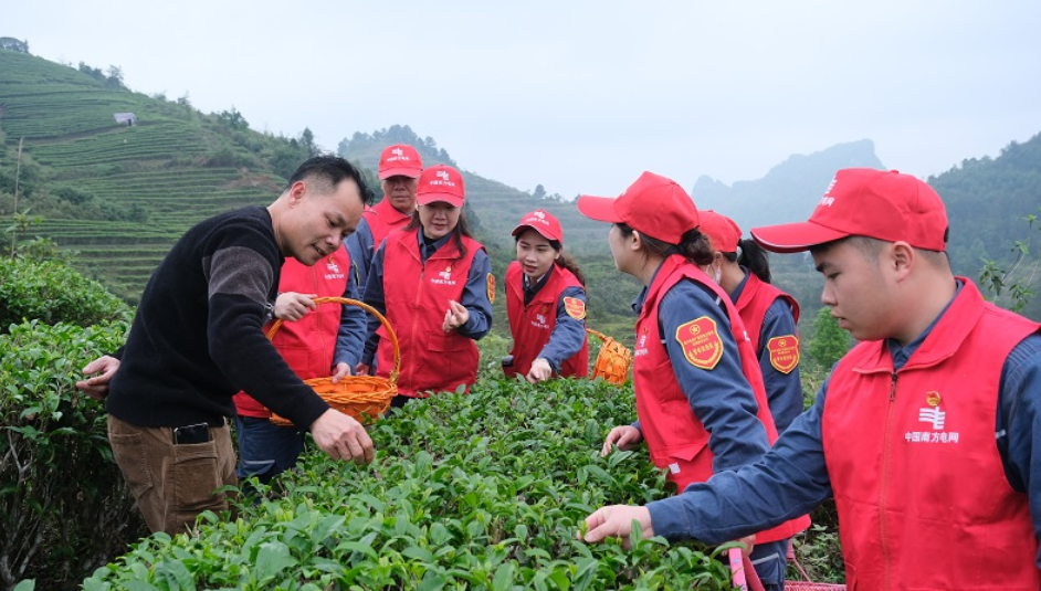 靖西供電公司：南網(wǎng)志愿者學雷鋒  采茶檢電助農(nóng)忙